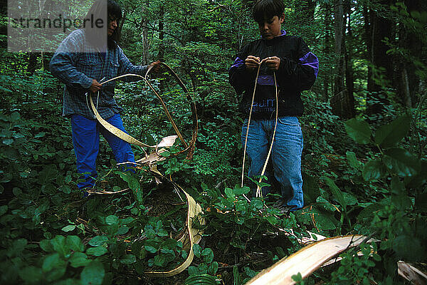 Ernte der Rotzedernrinde im Tongass National Forest.