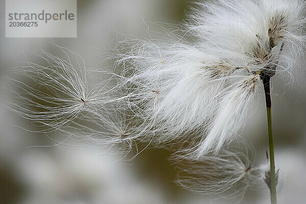 Gewöhnliches Wollgras (Eriophorum angustifolium) in Isortoq  Grönland.