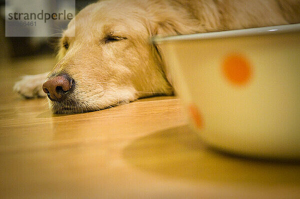 Vom Busch zum Boogie. Ein Golden Retriever schläft auf dem Boden neben seinem Wassernapf.