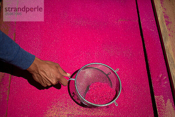 Ein Mann verteilt rosafarbenes Sägemehl  während er während der Karwoche in Antigua Guatemala  Guatemala  einen Teppich herstellt