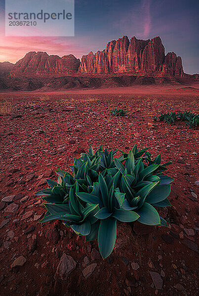 Rosafarbener Himmel über Sandsteingipfeln und Meerzwiebelpflanzen im Wadi Rum