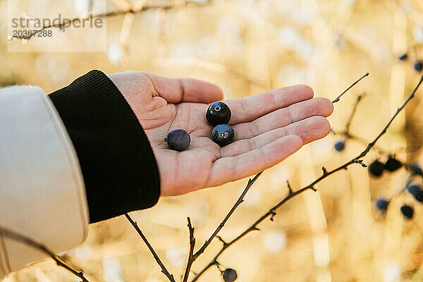 Abgeschnittene Hand einer Frau  die Beeren hält