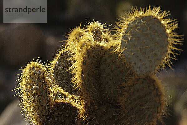 Feigenkaktus  Saguaro-Nationalpark  Arizona  USA.