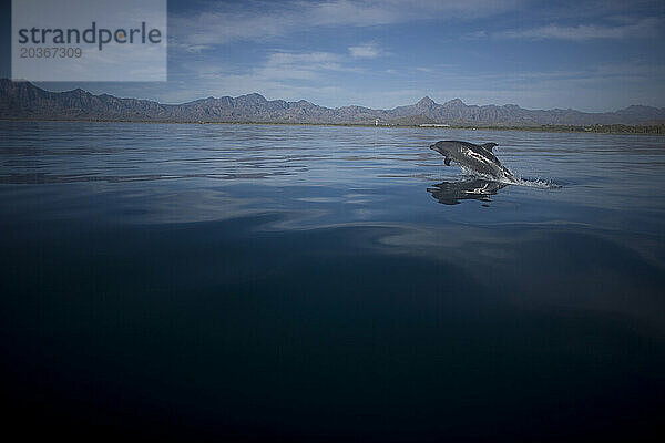 Ein Delfin springt in die Bucht nahe der Stadt Loreto im südlichen Bundesstaat Baja California in Mexiko