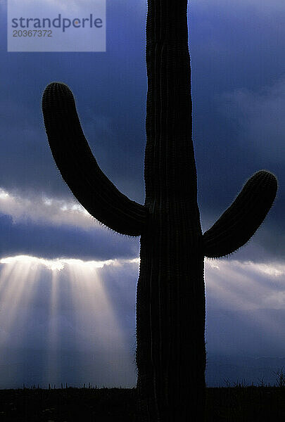 Silhouette eines Kaktus an den Orgelpfeifen Cactus National Monument  Arizona  USA.