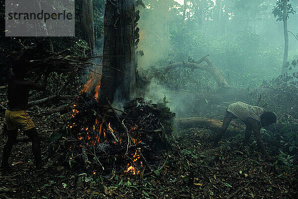 Menschen brennen Regenwald nieder.