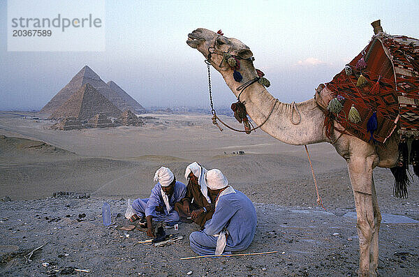 Beduinenführer und ein Kamel in der Nähe der Pyramiden  Kairo  Ägypten.