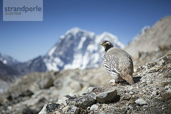 Tibetischer Schneehahn (Tetraogallus tibetanus) zwischen Gorak Shep und Everest Base Camp  Khumbu  Nepal