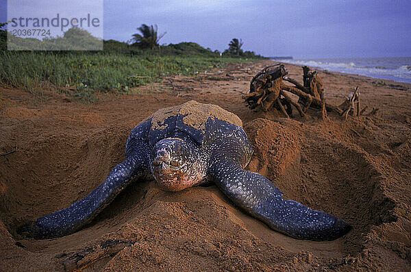 Eine Schildkröte vergräbt Eier an einem Strand in Surinam