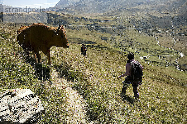 Zwei Wanderer werden in den französischen Alpen von einer Kuh beobachtet.
