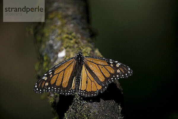 Ein Monarchfalter (Danaus plexippus) sitzt im Cerro Pelon-Schutzgebiet für Monarchfalter in der Nähe des Dorfes Capulin im mexikanischen Bundesstaat Mexiko