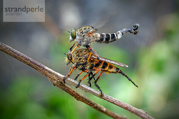 Räuberfliege (Asilidae) auf dem Ast