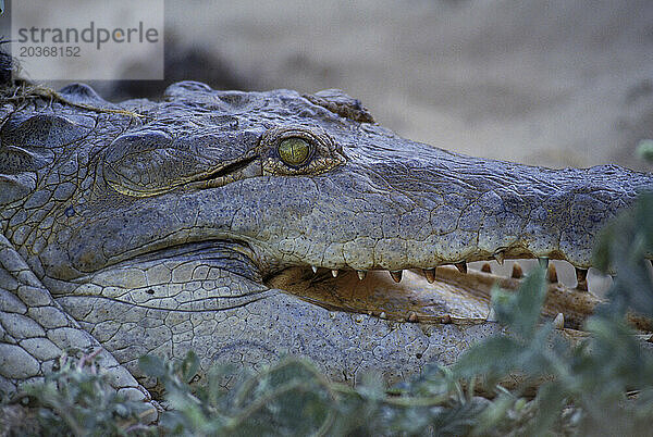 Orinoco-Fluss  Krokodil  Venezuela  Südamerika