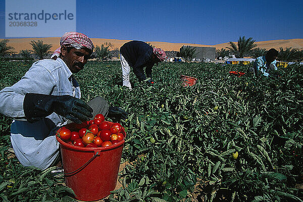 Landwirtschaftliche Felder in der Liwa-Oase  Vereinigte Arabische Emirate. Arbeiter  meist aus Bangladesch  bauen auf Wüstensand mit Grundwasser Tomaten  Kartoffeln  Gras für Tierfutter usw. an.