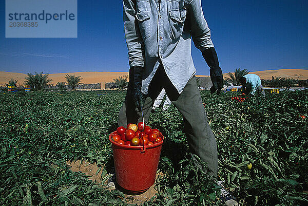 Landwirtschaftliche Felder in der Liwa-Oase  Vereinigte Arabische Emirate. Arbeiter  meist aus Bangladesch  bauen auf Wüstensand mit Grundwasser Tomaten  Kartoffeln  Gras für Tierfutter usw. an.