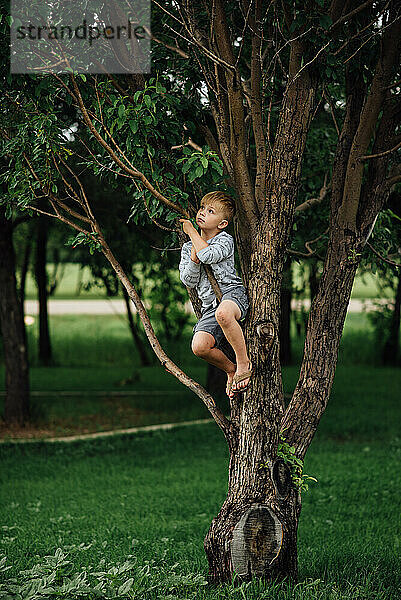 Vorderansicht eines kleinen Jungen  der im Sommer auf einen Baum im Garten klettert