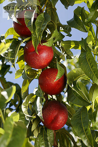 Reife Nektarinen hängen an einem Baum auf einer Steinobstplantage in der Nähe von Sevilla  Andalusien  Spanien