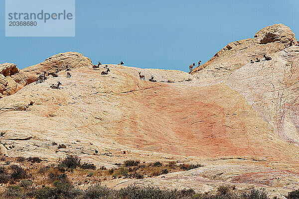 Wüsten-Dickhornschafe überleben im Süden Nevadas