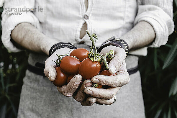 Die Hände eines Mannes halten frische Tomaten