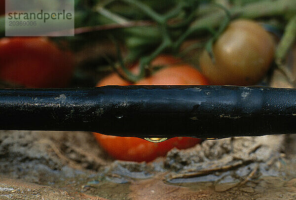 Tropfbewässerung von Tomatenpflanzen im Jordantal  Jordanien.