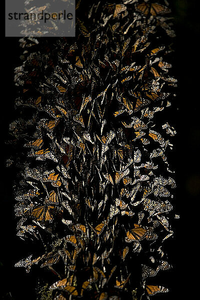 Monarchfalter (Danaus plexippus) sitzen im Cerro Pelon Schutzgebiet für Monarchfalter in der Nähe des Dorfes Capulin im mexikanischen Bundesstaat Mexiko