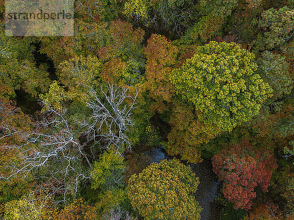 Luftaufnahme des Fernbank Forest im Herbst