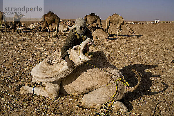 Der Stopp in Dongola im Sudan ist ein guter Zeitpunkt für die Kamelfußreparatur. Später brechen die Kamelgruppen gemeinsam zur Grenze auf.