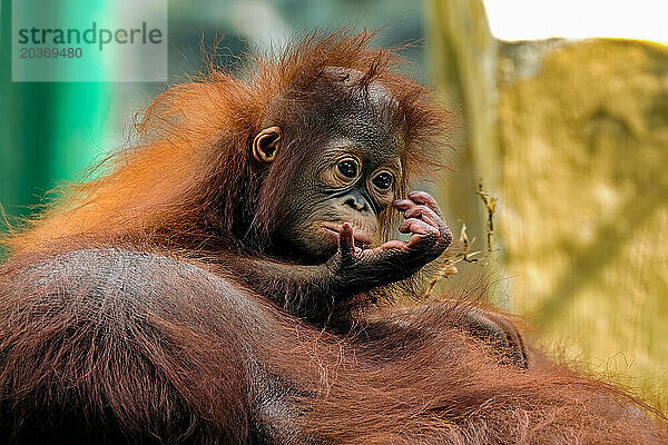 Nahaufnahme eines Borneo-Orang-Utans Pongo pygmaeus