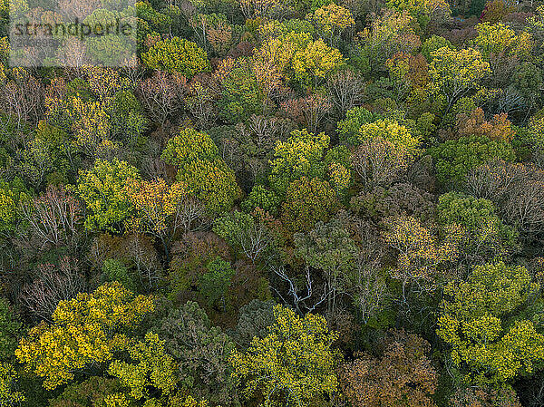 Landschaft des Fernbank Forest von oben gesehen