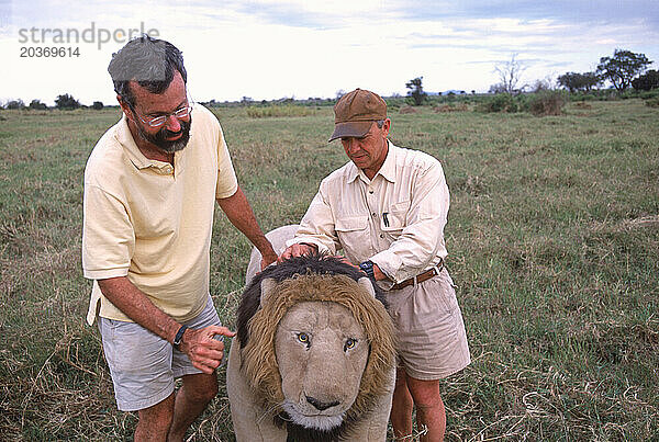 Dummy-Löwe ??zur Untersuchung des Löwenverhaltens  Kenia.