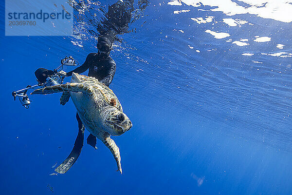 Unterwasserfotograf verfolgt Meeresschildkröte