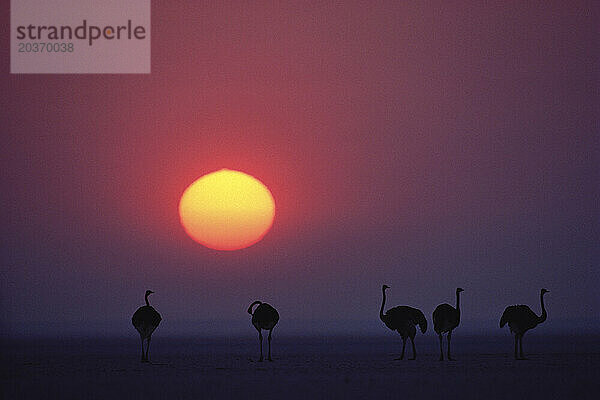 Silhouette von Straußen bei Sonnenuntergang im Etosha-Nationalpark  Namibia  Afrika.