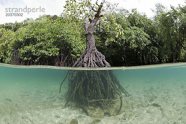 Mangrovenbaum wächst im Wasser
