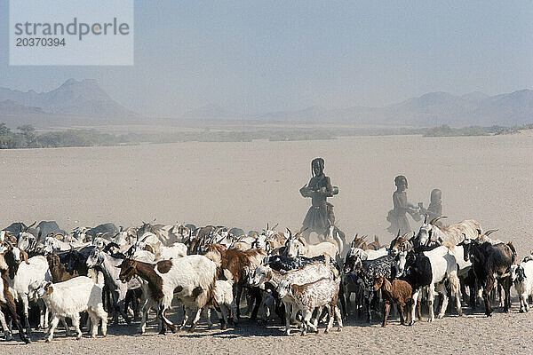 Gruppe von Frauen und Kindern  die Ziegen hüten  Namibia.