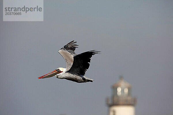 Ein Amerikanischer Braunpelikan (Pelecanus occidentalis) fliegt während der Herbstwanderung entlang des Pacific Flyway ins Meer in der Nähe von Bandon  Oregon.