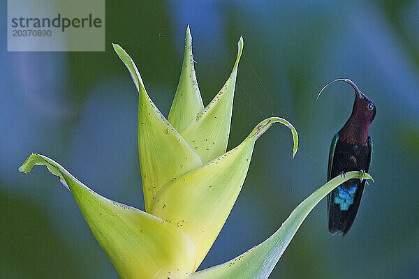 Purpurkehlkaribikkolibri bestäubt eine Heliconia Caribaea  Nationalpark Morne Trois Pitons  Dominica