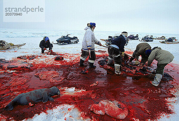 Jäger schlachten Walross  Nunavut  Kanada