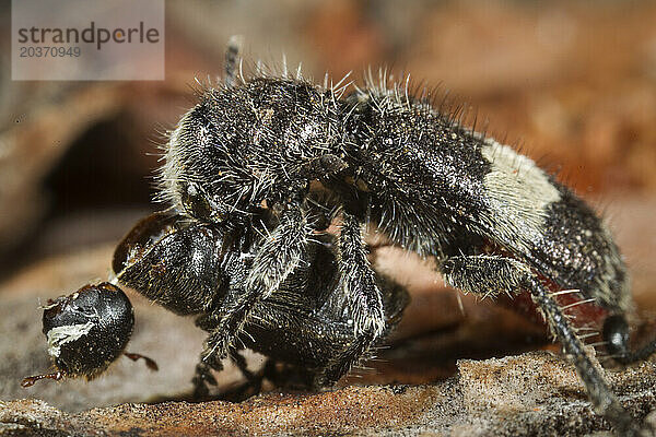 Rotbauchkäfer (Enoclerus sphegeus) jagt einen Bergkiefernkäfer.