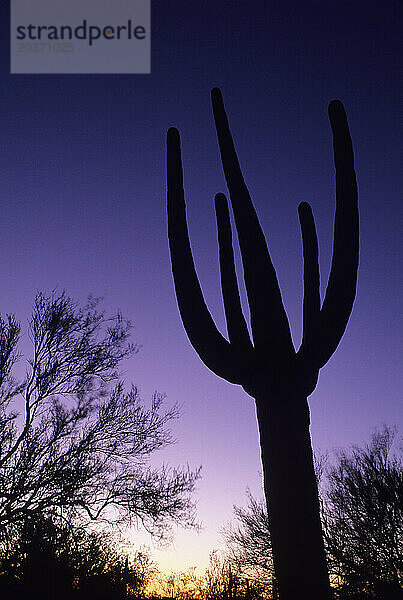 Saguaro-Kakteenwald  Saguaro-Nationalpark  Arizona  USA.