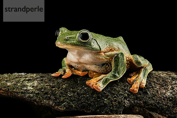 Grüner Laubfrosch auf Ast