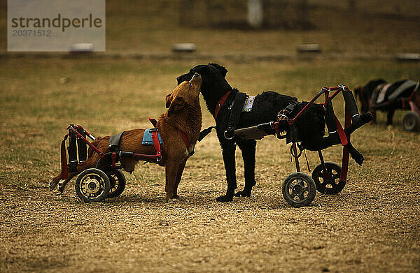 Behinderte Hunde in Mexiko-Stadt.