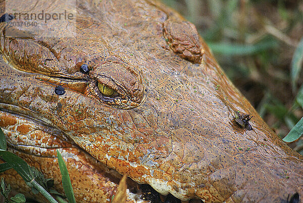 Orinoco-Fluss  Krokodil  Venezuela  Südamerika