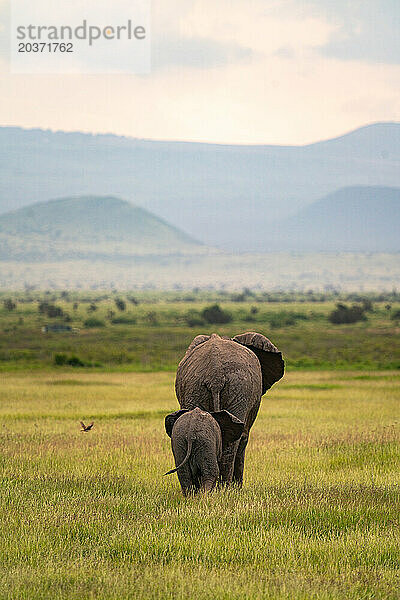 Rückansicht einer Elefantenmutter und ihres Babys beim Spaziergang in Amboseli in Kenia