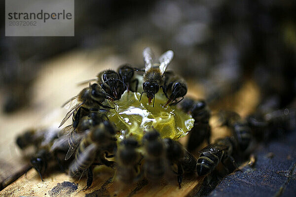 Bienen fressen Honig aus einer Wabe