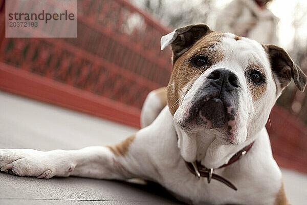 Amerikanische Bulldogge