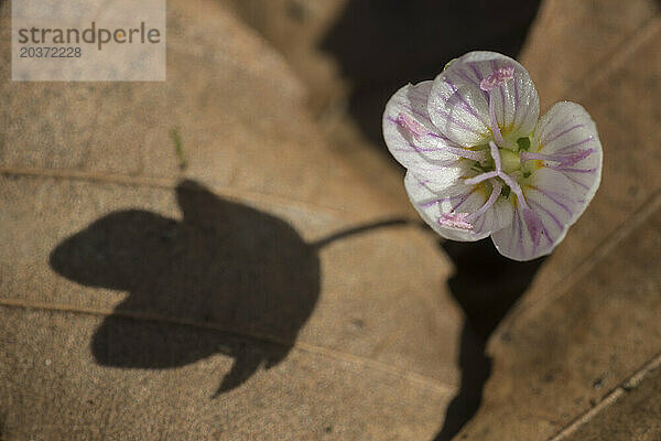 Östliche Frühlingsschönheit (Claytonia virginica) gegen trockenes Blatt