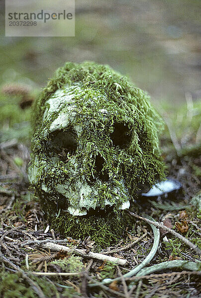 Überreste eines menschlichen Schädels. Acous Peninsula  Vancouver Island  British Columbia  Kanada