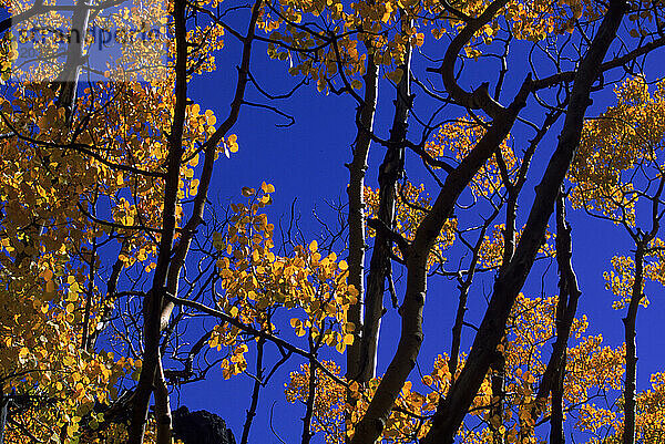 Rio Grande National Forest  CO USA