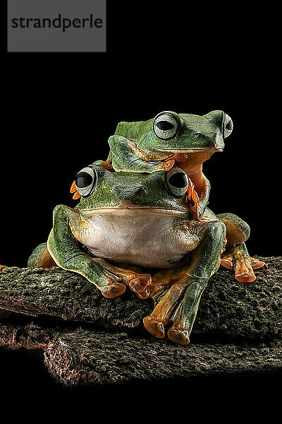 Grüner Laubfrosch auf Ast