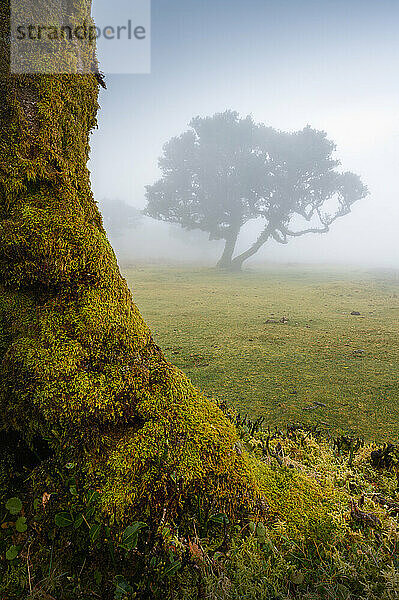 Mystischer Lorbeerwald mit Nebel  Fanal  Madeira - Baumstamm